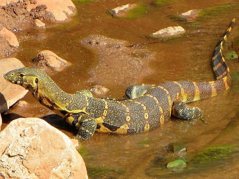 Nile Monitor in Tanzania